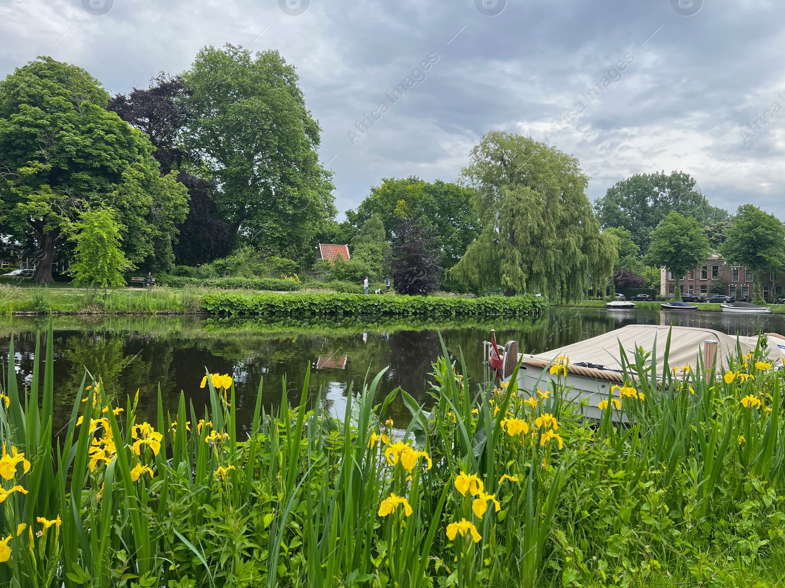 Photo of Beautiful yellow iris flowers growing near city canal with moored boat