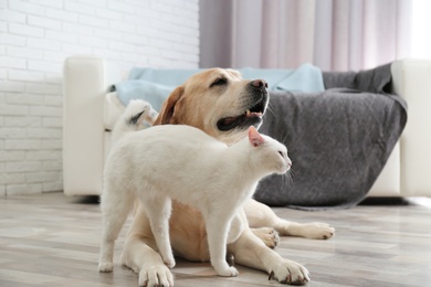 Adorable dog and cat together on floor indoors. Friends forever