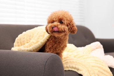 Photo of Cute Maltipoo dog covered with plaid on sofa indoors. Lovely pet