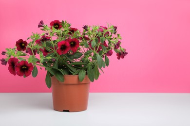 Photo of Beautiful potted petunia flower on white table against pink background. Space for text