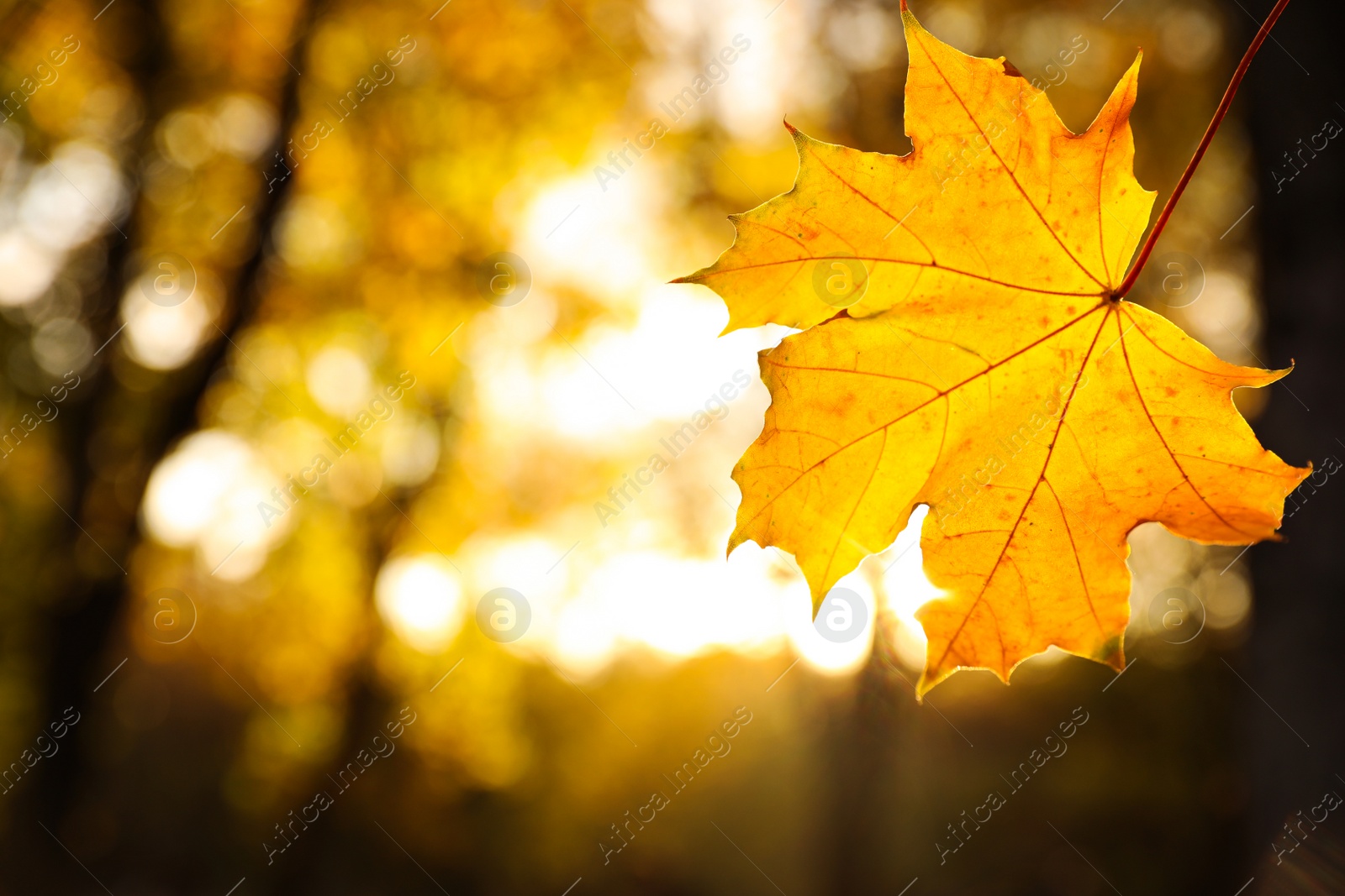 Photo of Beautiful golden leaf in park, closeup. Autumn season