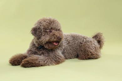 Photo of Cute Toy Poodle dog on green background
