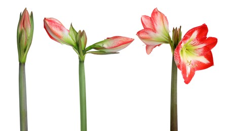 Image of Beautiful Amaryllis (Hippeastrum) flowers on white background, collage 