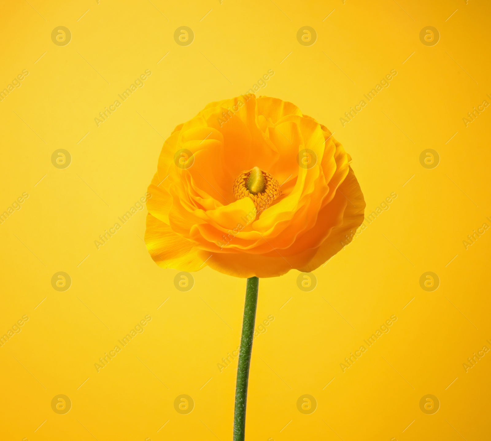 Photo of Beautiful ranunculus flower on color background