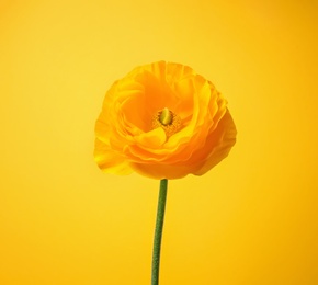 Beautiful ranunculus flower on color background