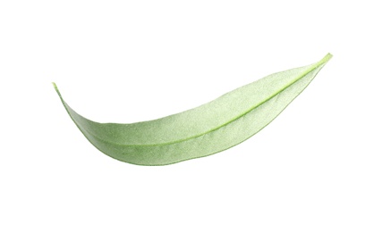 Fresh green olive leaf on white background