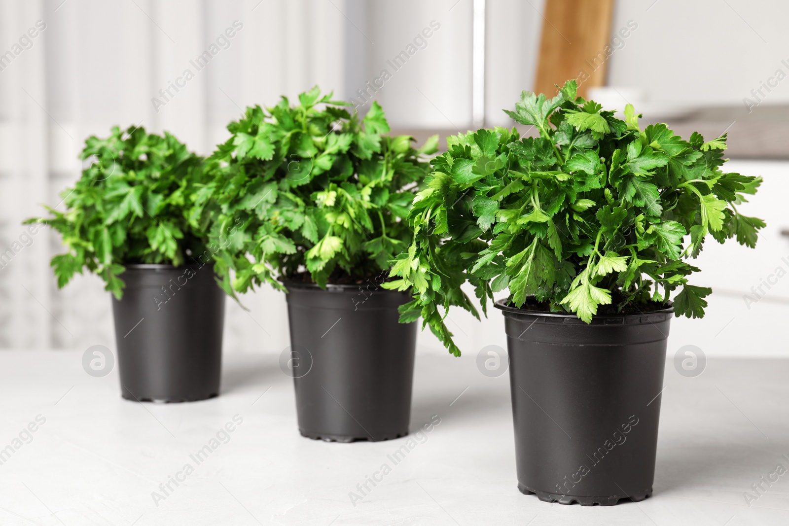 Photo of Pots with fresh green parsley on table in kitchen