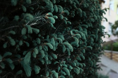 Beautiful green coniferous tree on blurred background, closeup