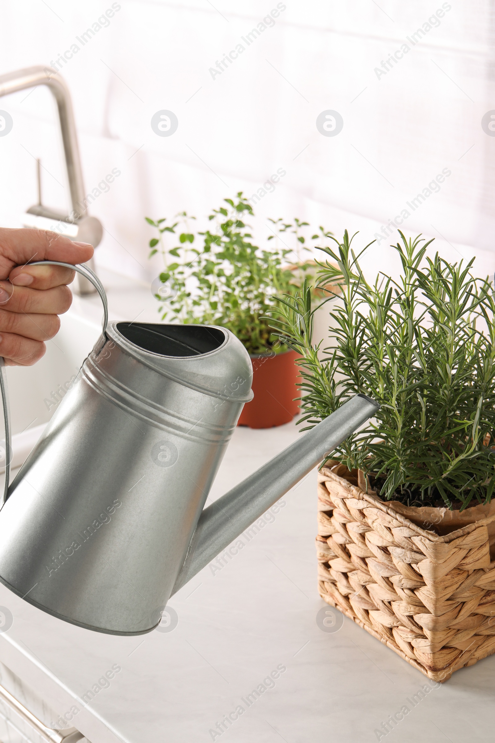 Photo of Man watering potted rosemary at white countertop, closeup