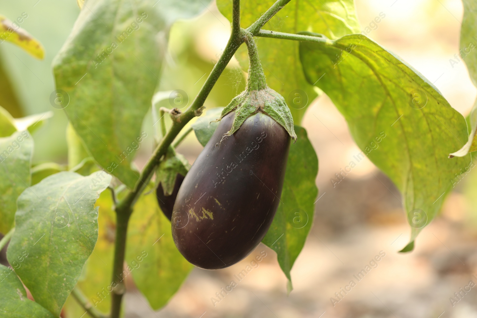 Photo of One small eggplant growing on stem outdoors