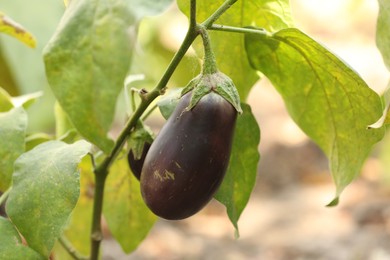 One small eggplant growing on stem outdoors