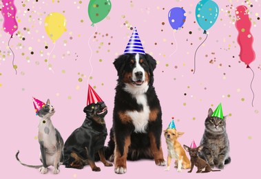 Image of Adorable pets with party hats on pink background 