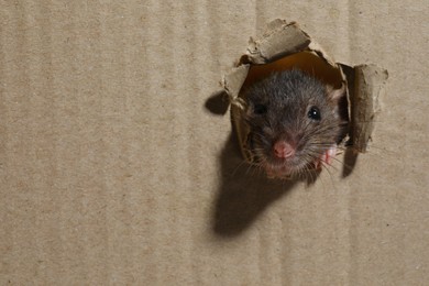 Photo of Cute rat looking through hole in cardboard sheet, space for text