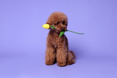 Photo of Cute Maltipoo dog holding yellow tulip flower on light purple background