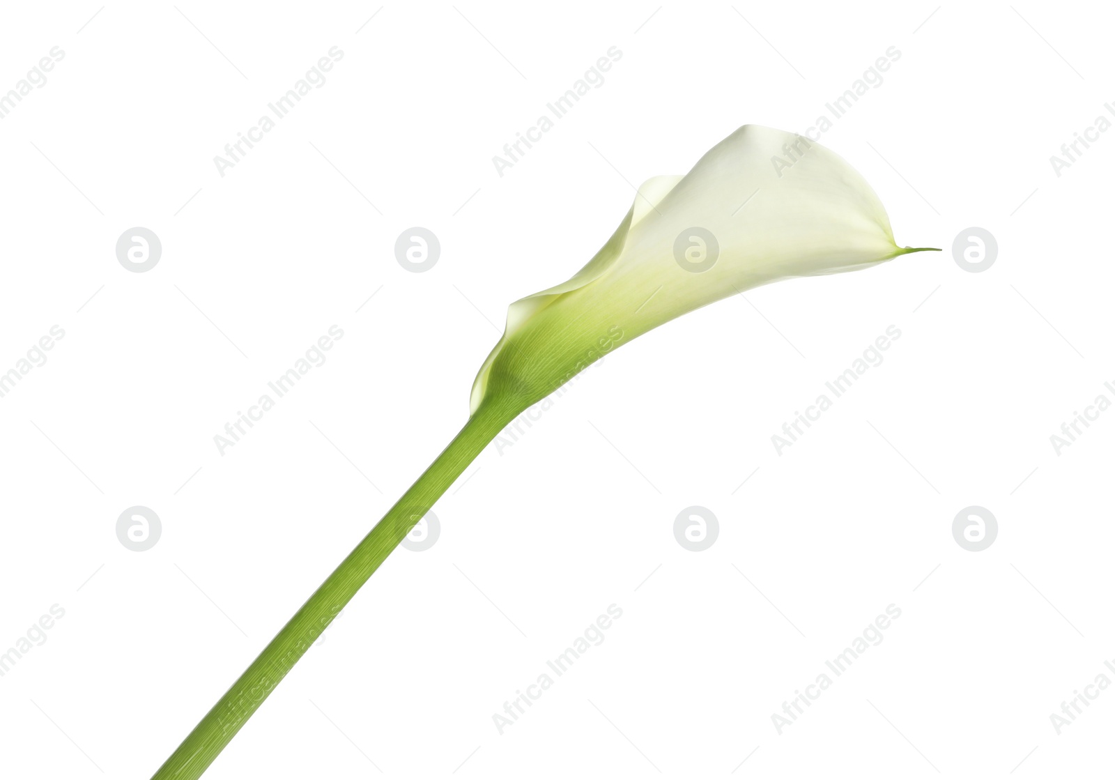 Photo of Beautiful calla lily flower on white background