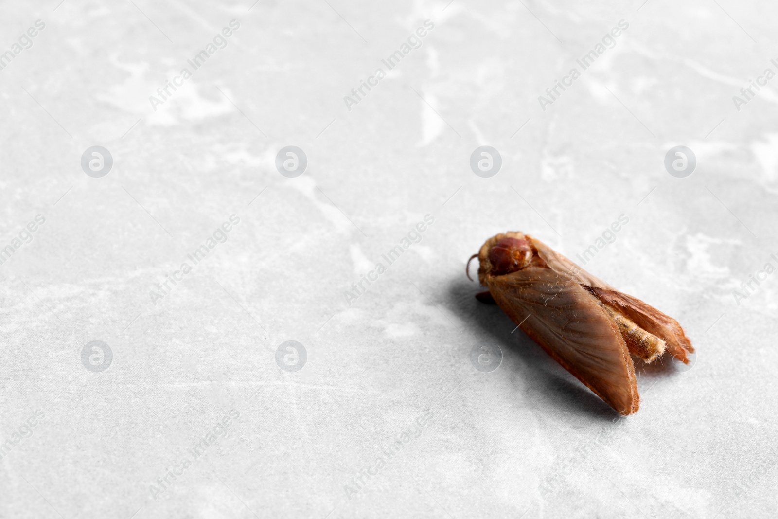 Photo of Brown common clothing moth on light table. Space for text