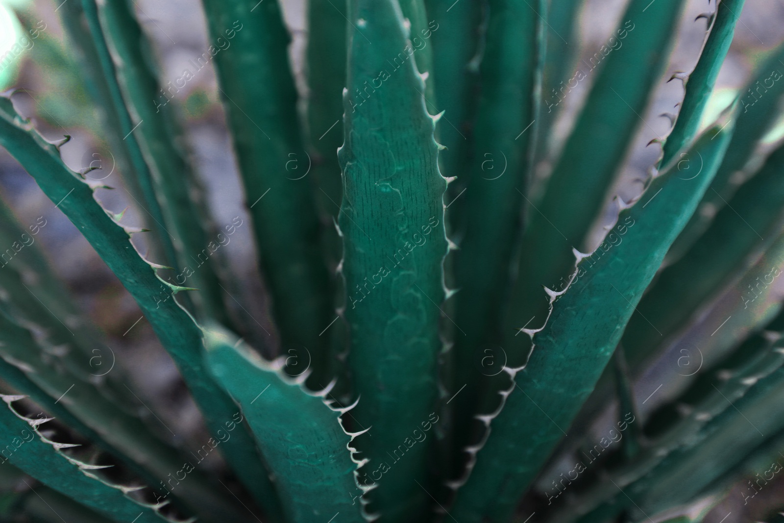 Photo of Closeup view of beautiful Agave plant on blurred background