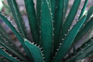 Closeup view of beautiful Agave plant on blurred background