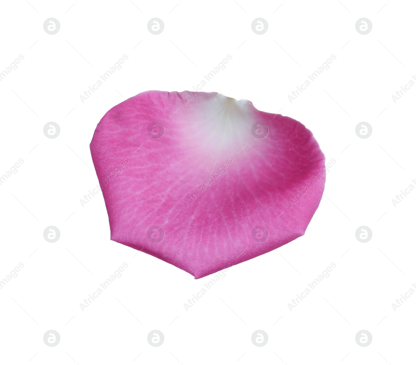 Photo of Pink rose flower petal on white background