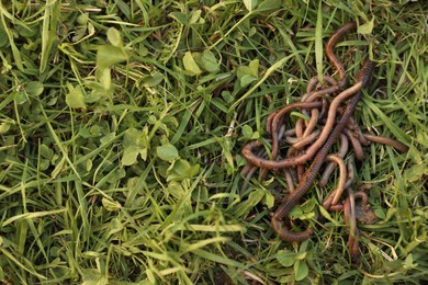 Many earthworms on green grass, top view. Space for text