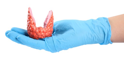 Photo of Doctor holding plastic model of afflicted thyroid on white background, closeup