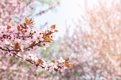 Blossoming spring tree, closeup