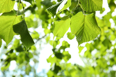 Closeup view of linden tree with fresh young green leaves outdoors on spring day