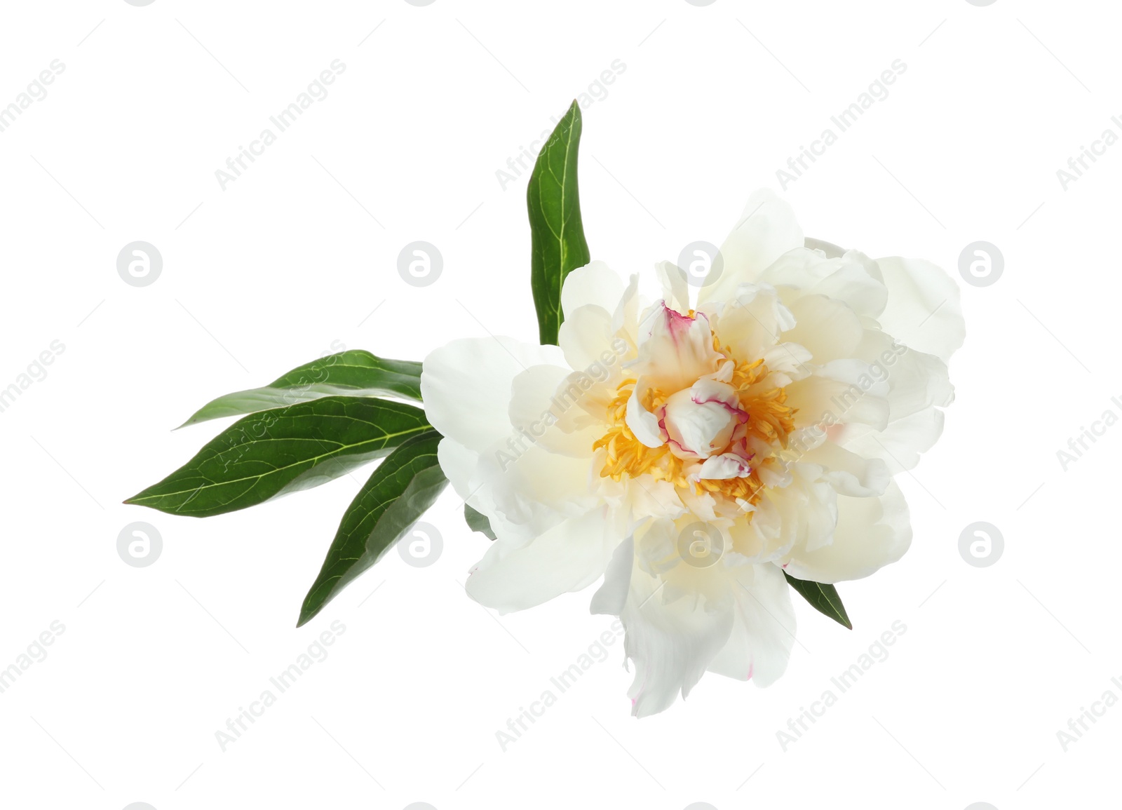 Photo of Beautiful fragrant peony flower isolated on white