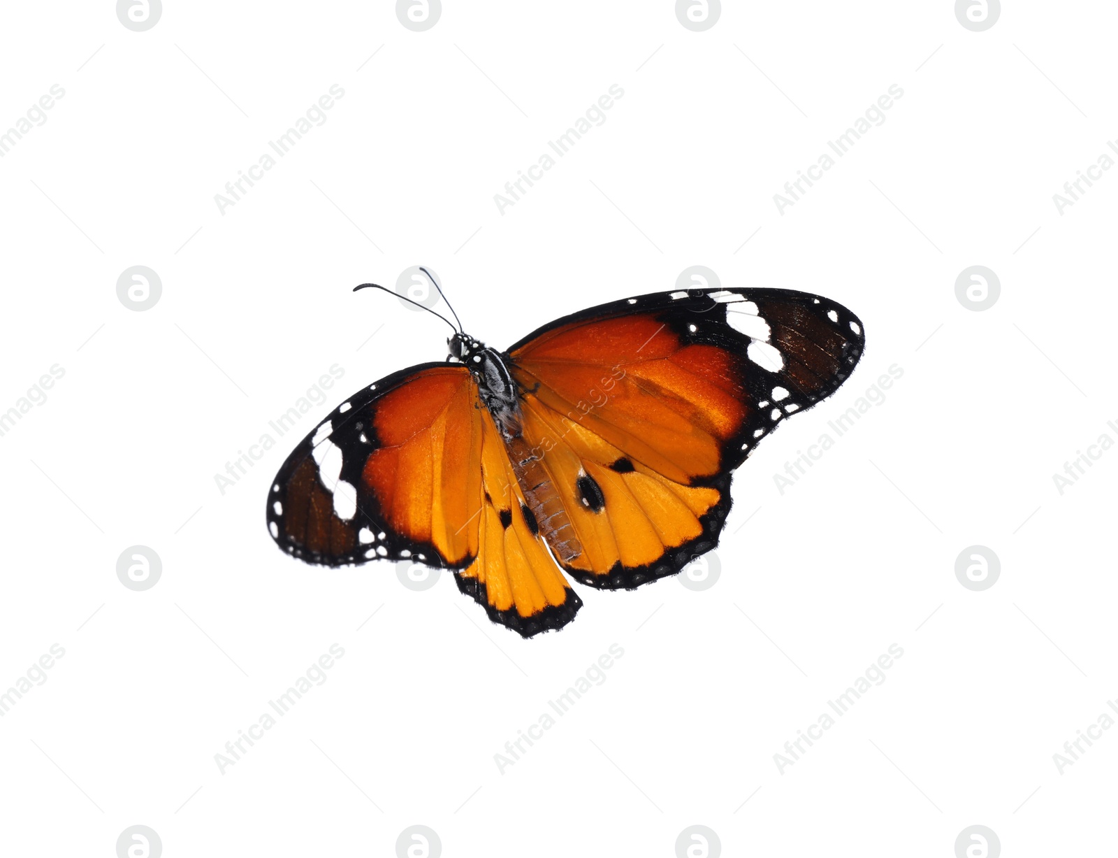 Photo of Beautiful painted lady butterfly isolated on white