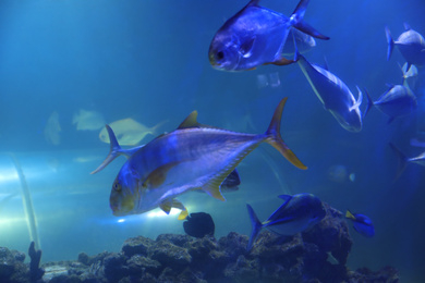 Tuna fish swimming in clear aquarium water