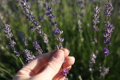 Photo of Woman in lavender field on summer day, closeup