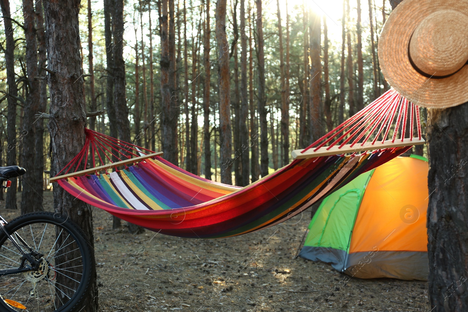 Photo of Empty hammock, camping tent and bicycle in forest on summer day