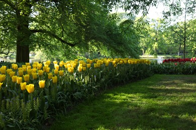 Photo of Many beautiful tulip flowers growing in park. Spring season