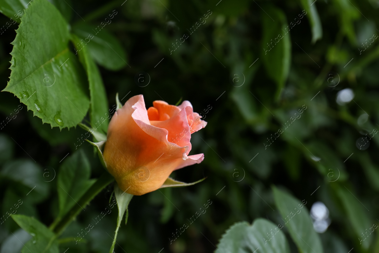 Photo of Beautiful pink rose flower in garden, closeup. Space for text