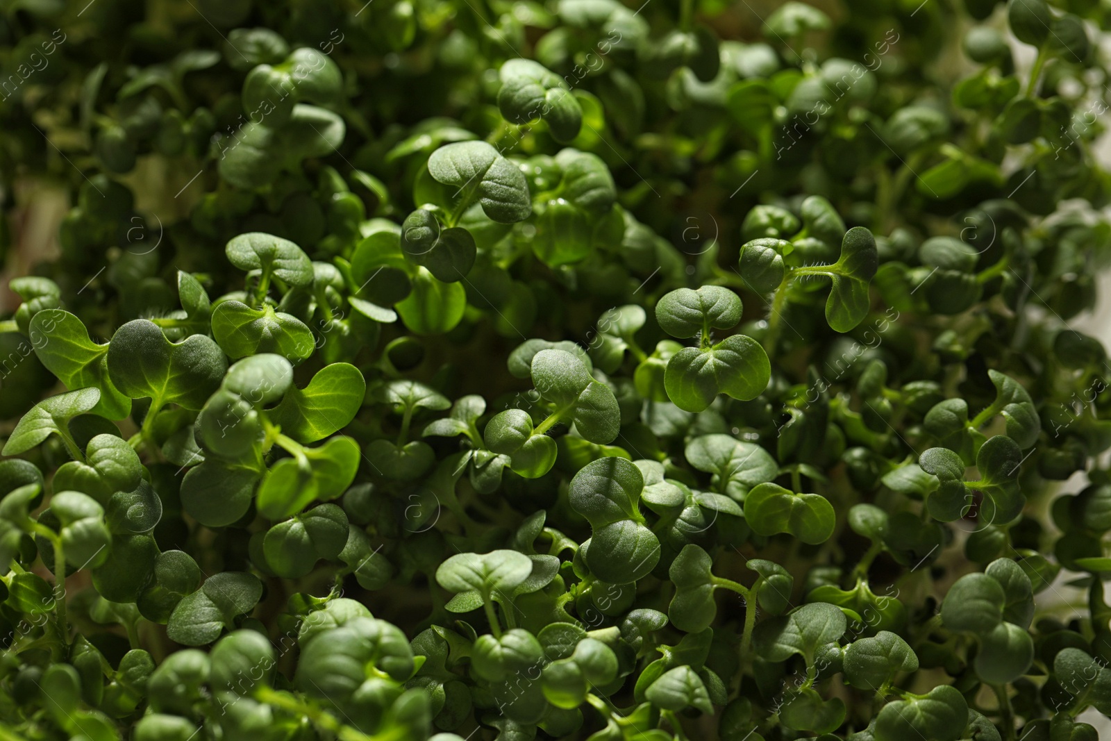 Photo of Sprouted arugula seeds as background, closeup view