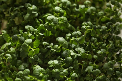 Photo of Sprouted arugula seeds as background, closeup view