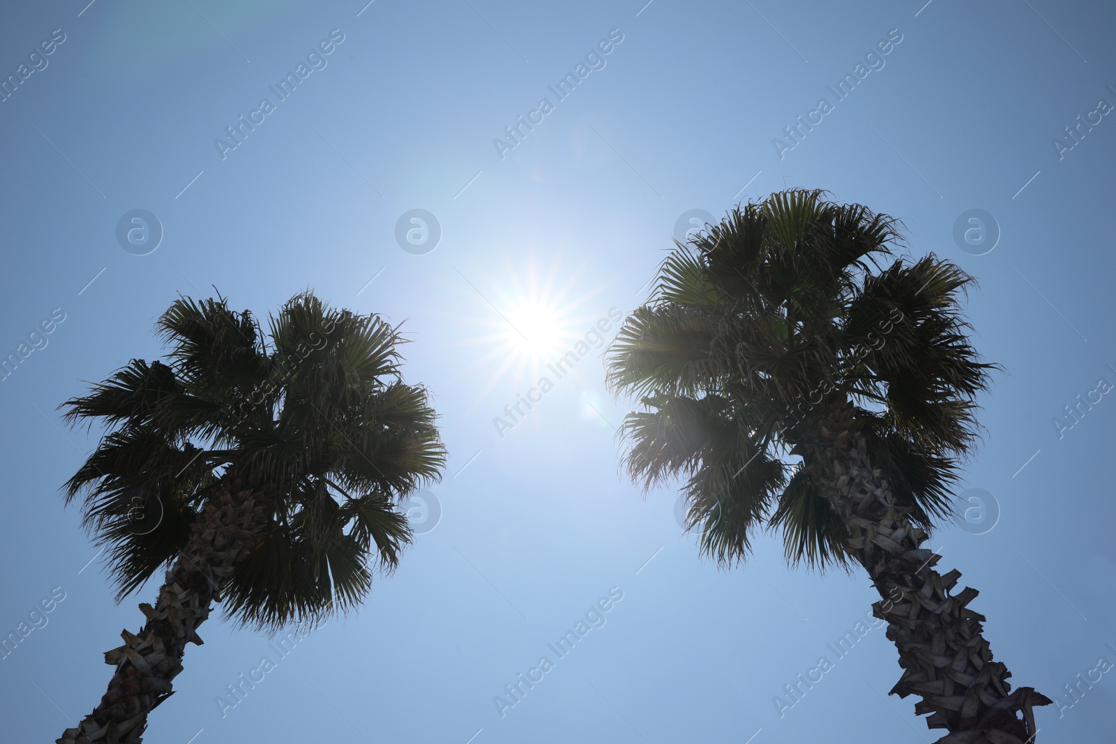 Photo of Beautiful palm trees with green leaves against blue sky, low angle view