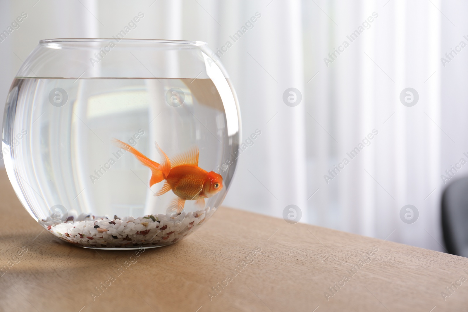 Photo of Beautiful bright goldfish in aquarium on table at home. Space for text