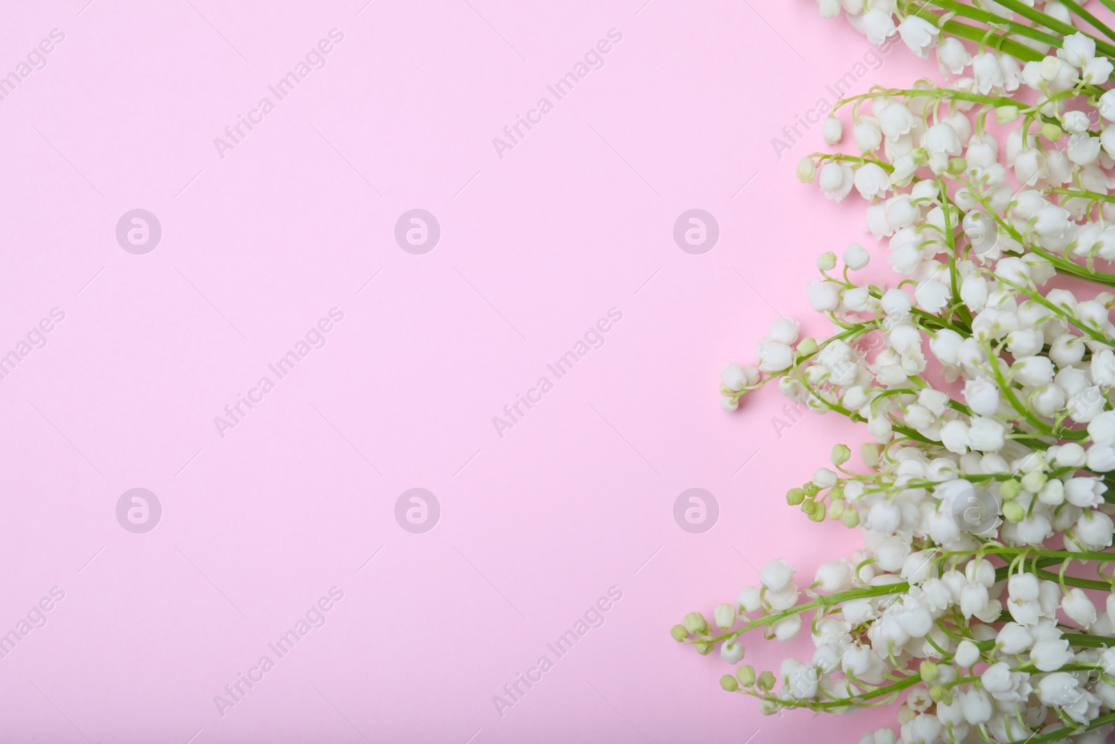 Photo of Beautiful lily of the valley flowers on pink background, flat lay. Space for text