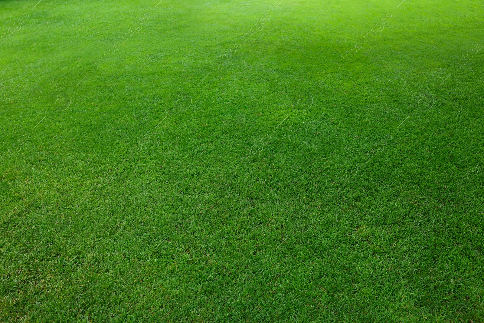 Photo of Beautiful freshly cut green lawn in park