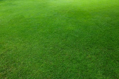 Beautiful freshly cut green lawn in park