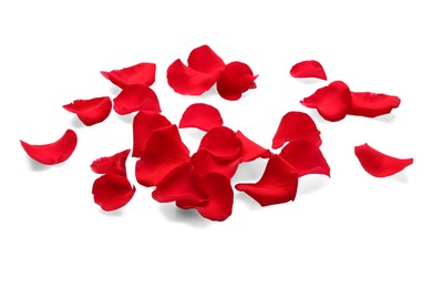 Photo of Many red rose petals on white background