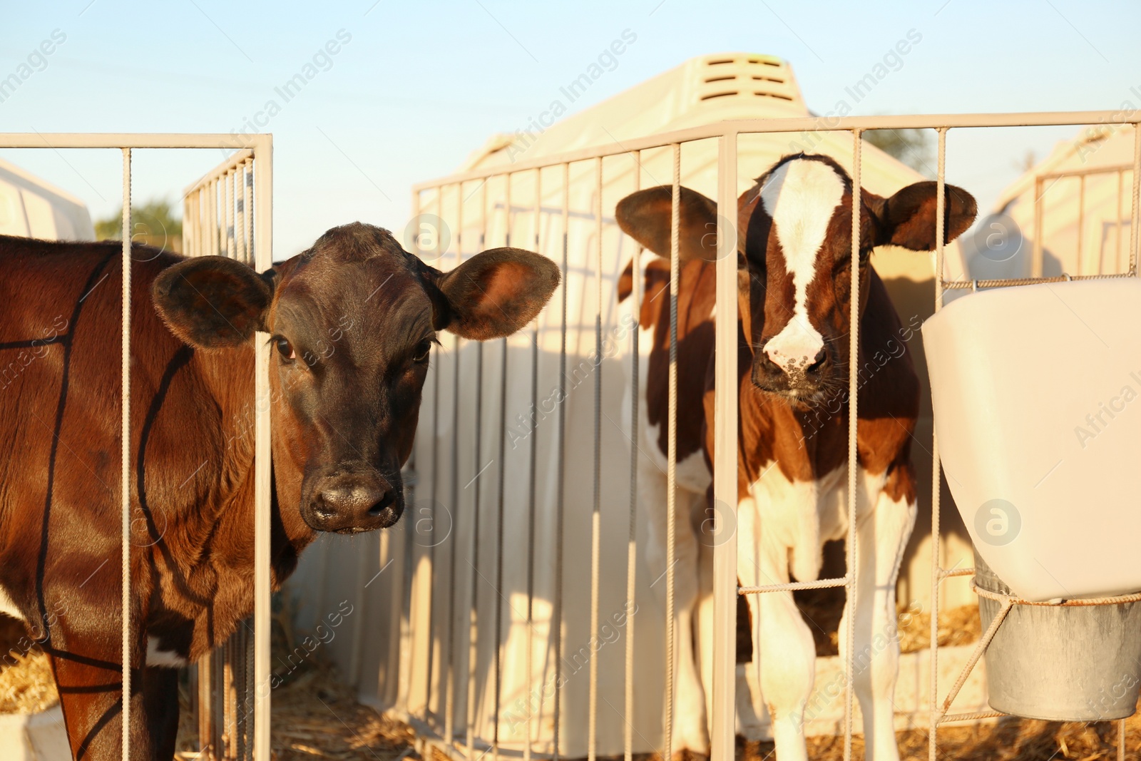 Photo of Pretty little calves near their hutches on farm. Animal husbandry