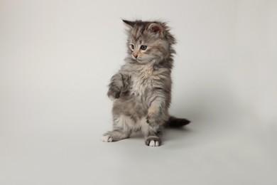 Photo of Beautiful kitten on light background. Cute pet