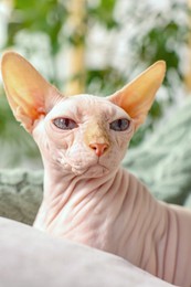 Photo of Cute Sphynx cat on sofa at home, closeup. Lovely pet