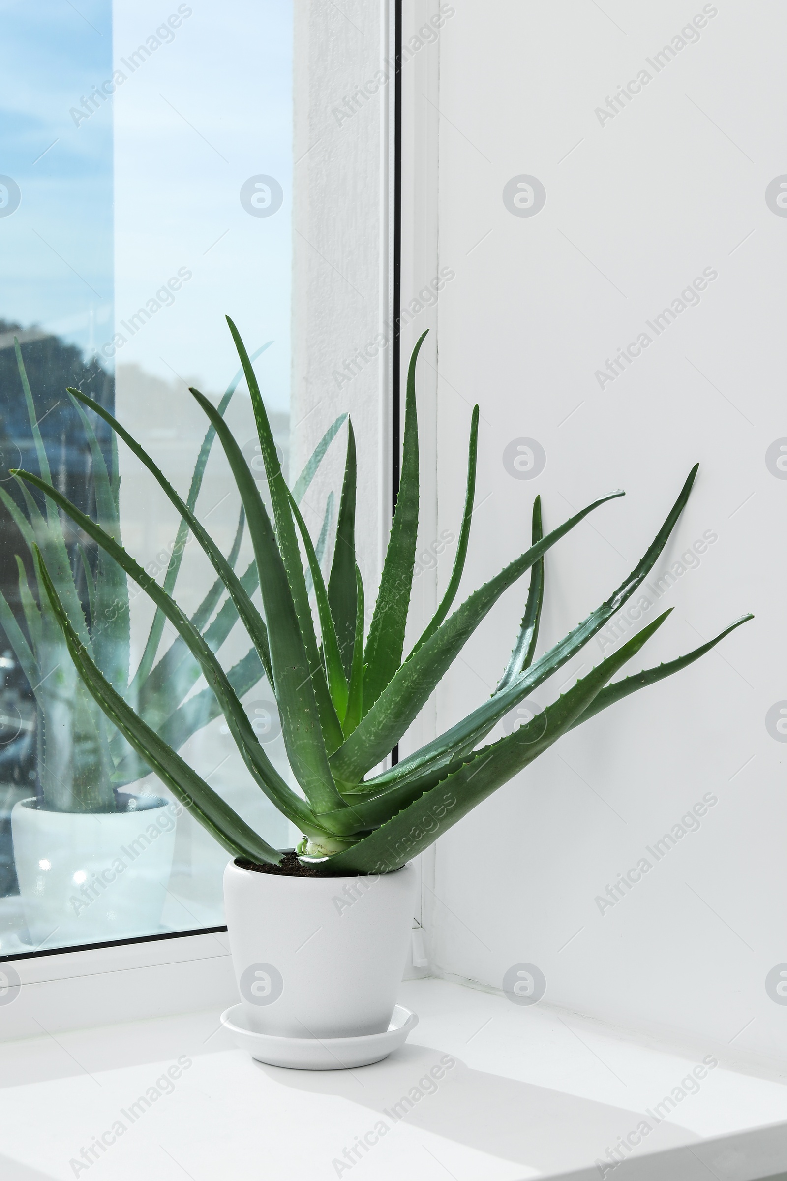 Photo of Green aloe vera plant in pot on windowsill