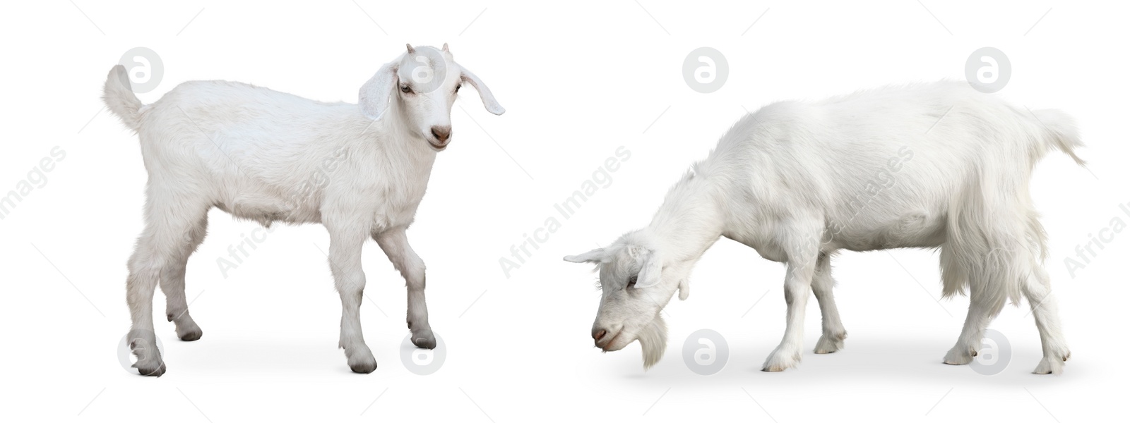 Image of Cute domestic goats on white background, collage. Banner design