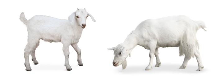 Cute domestic goats on white background, collage. Banner design