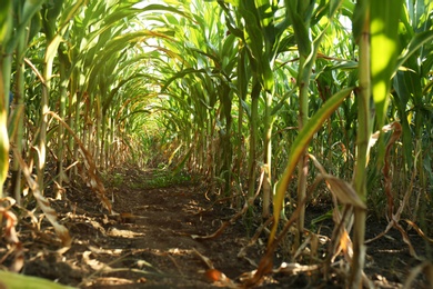 Photo of Tunnel of green corn leaves on field