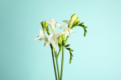 Photo of Beautiful freesia flowers on light blue background